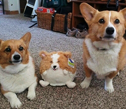 Corgi - Squishable | Nalleriet.se