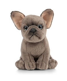 Fransk Bulldogg valp